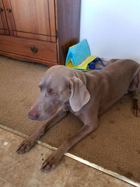 Ragnar laying down